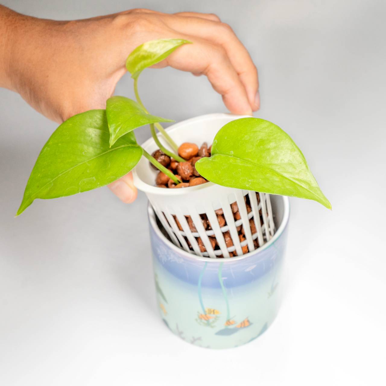hydroponic plant mug content 6