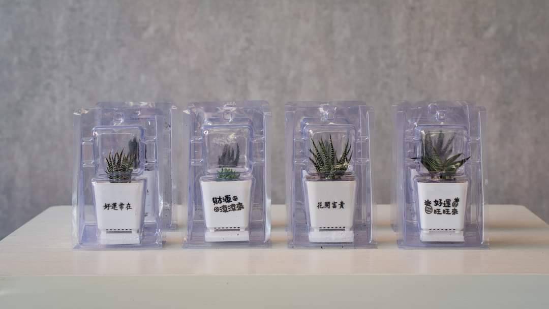 customization wedding favor gift potted plants04
