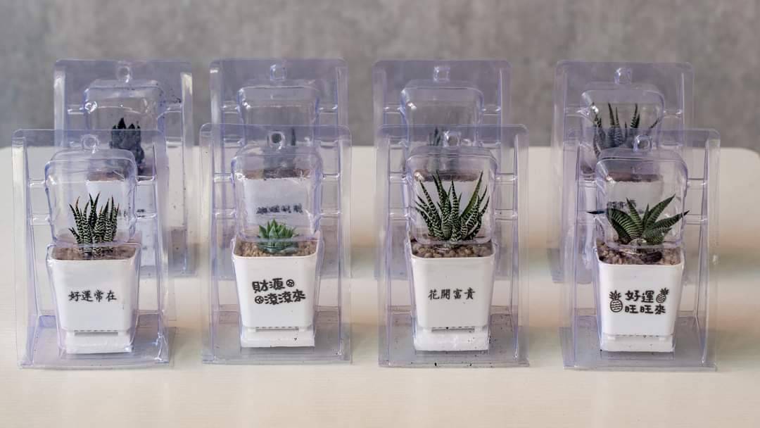 customization wedding favor gift potted plants05