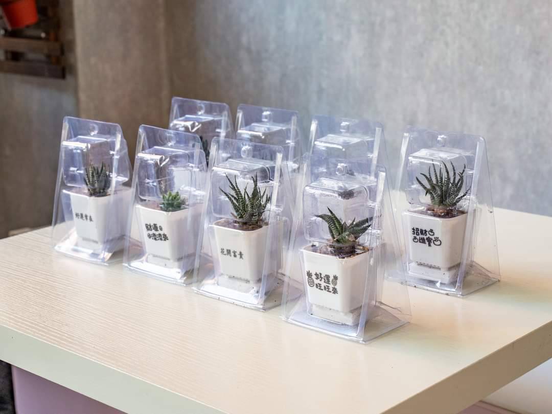 customization wedding favor gift potted plants06