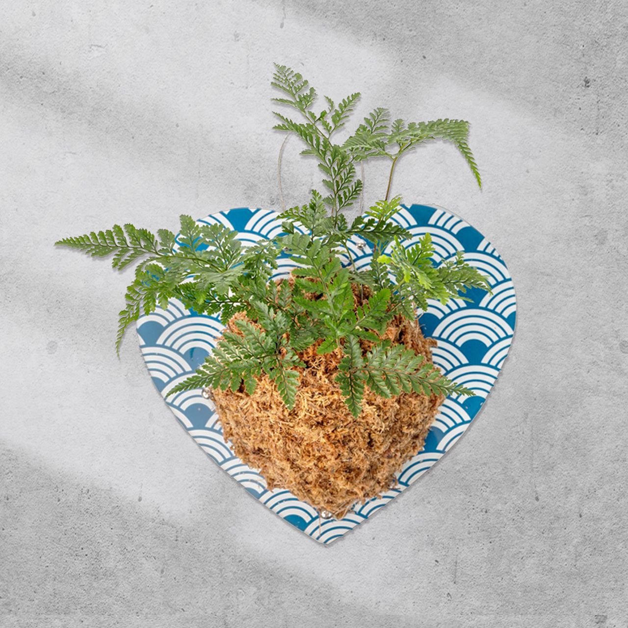 植物上板 | 沁藍海岸-愛心造型(不含植物) | 可以來圖客製
