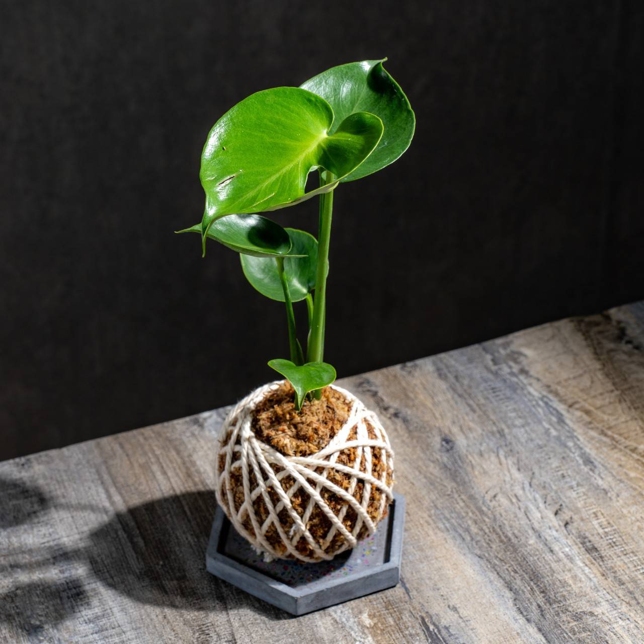 苔球植物 龜背芋水苔球 苔玉 適合室內植物 辦公室植物 交換禮物 情人節禮物