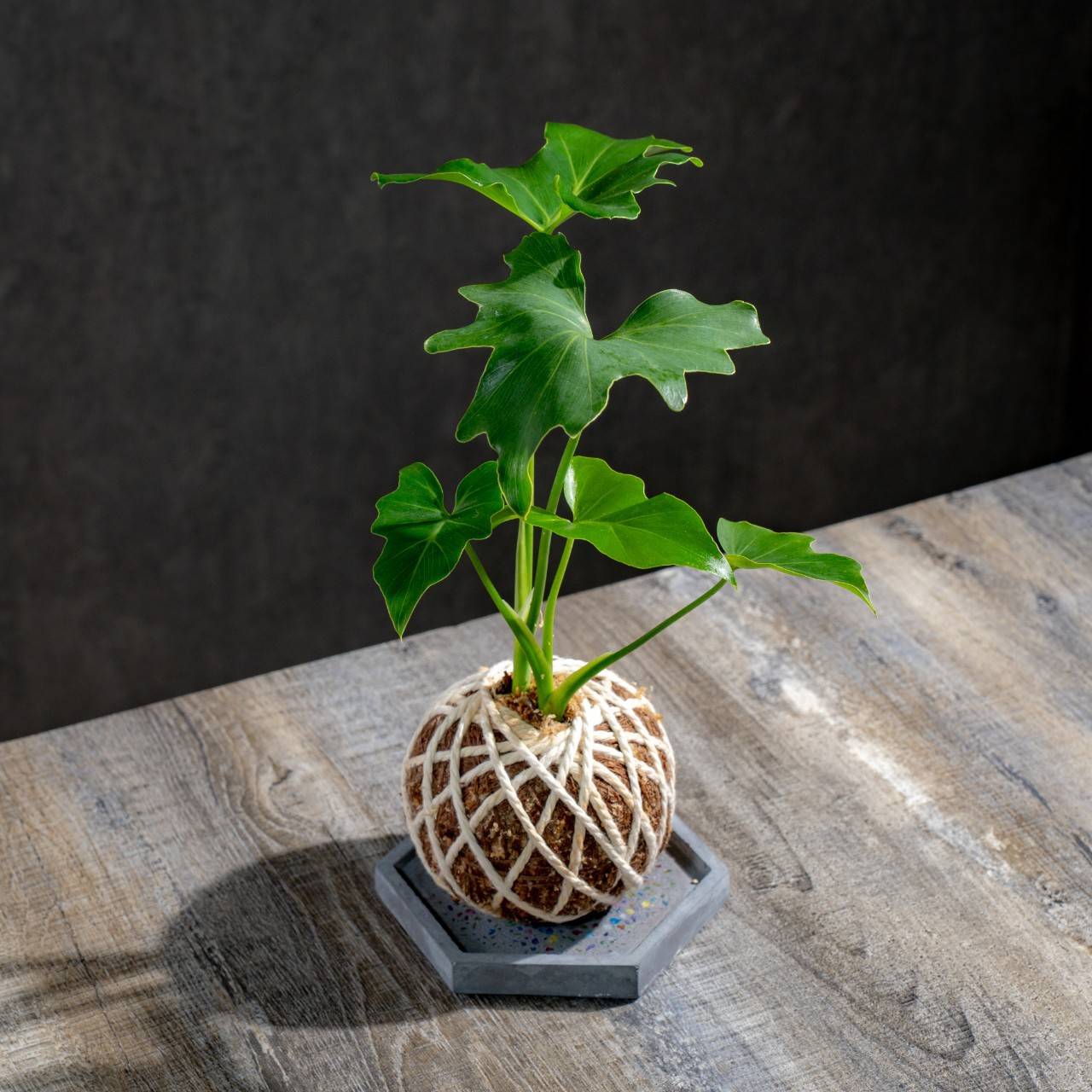 苔球植物 小天使水苔球 苔玉 適合室內植物 辦公室植物 交換禮物 情人節禮物