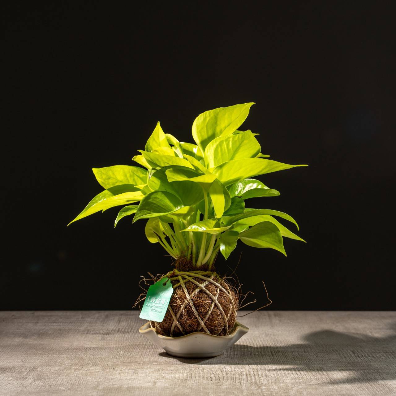 苔球植物 陽光黃金葛水苔球 苔玉 適合室內植物 辦公室植物 交換禮物 情人節禮物
