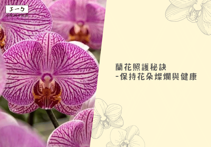 您目前正在查看 蘭花照護秘訣：保持花朵燦爛與健康