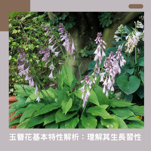 玉簪花的養護祕訣:帶來室內清新氛圍 玉簪花基本特性解析