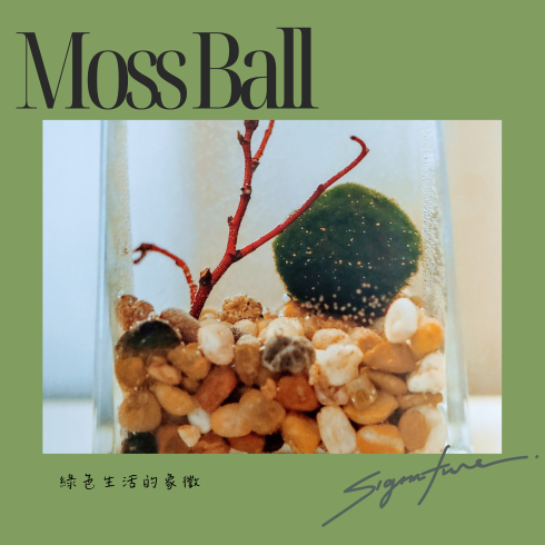 Moss Ball 1