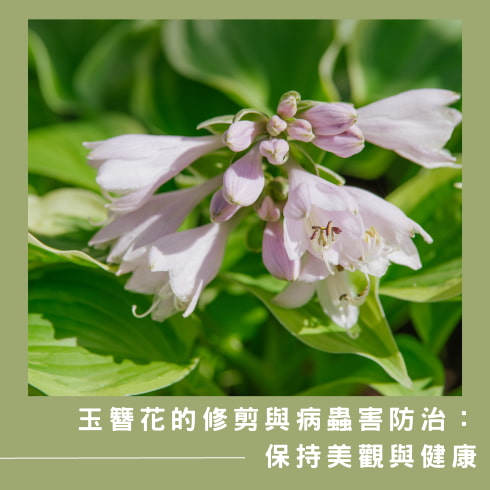 玉簪花的養護祕訣:帶來室內清新氛圍 玉簪花的修剪與病蟲害防治