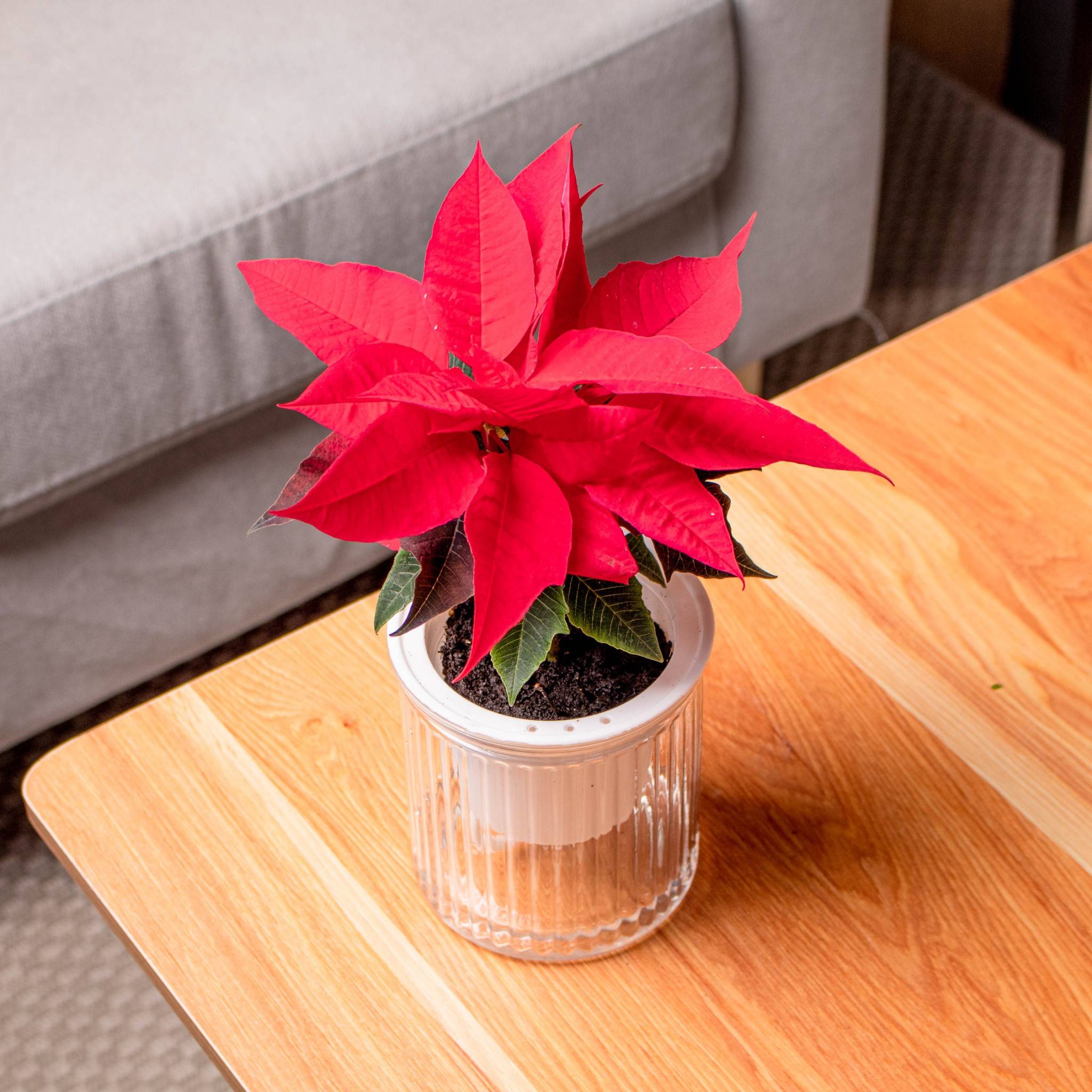 聖誕紅 免澆水盆栽 室內植物 觀葉植物 禮物 盆栽 辦公室小物 懶人盆栽