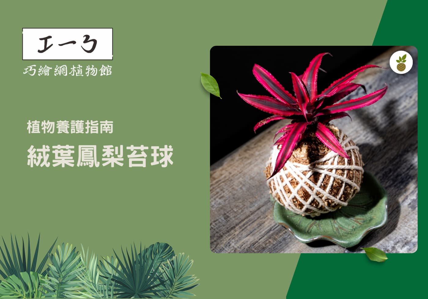 您目前正在查看 絨葉鳳梨養護全指南：從栽培到裝飾的專業秘訣