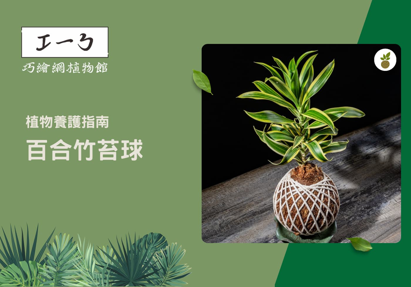 您目前正在查看 室內綠化新選擇：如何照顧您的百合竹苔球