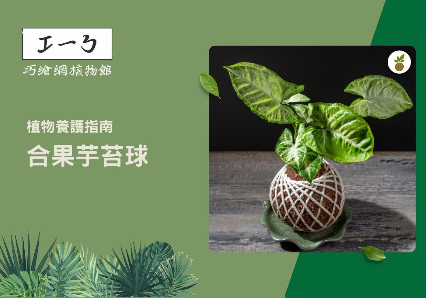 您目前正在查看 如何養出健康茂盛的綠色植物-合果芋栽培指南