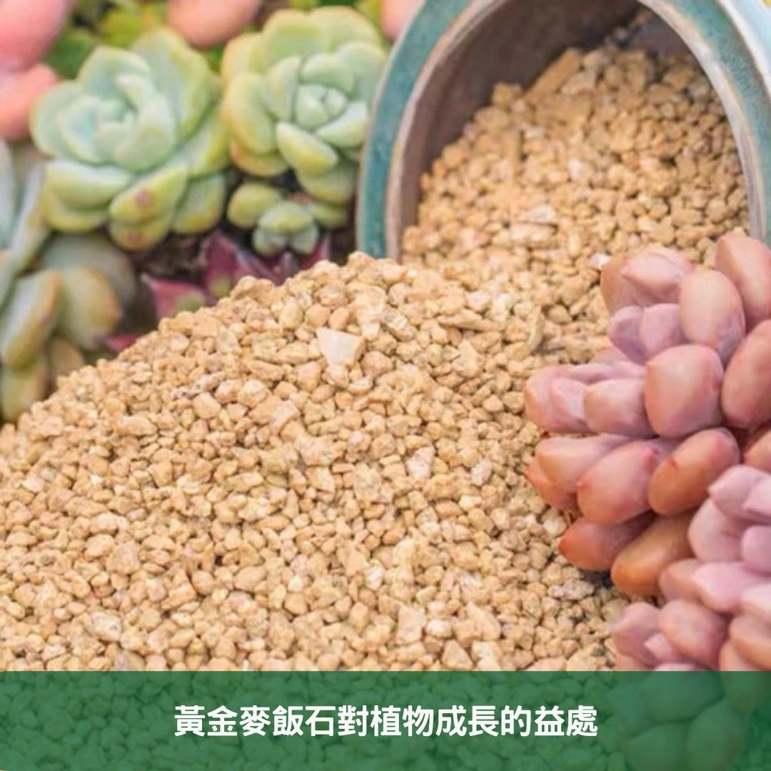 黃金麥飯石對植物成長的益處