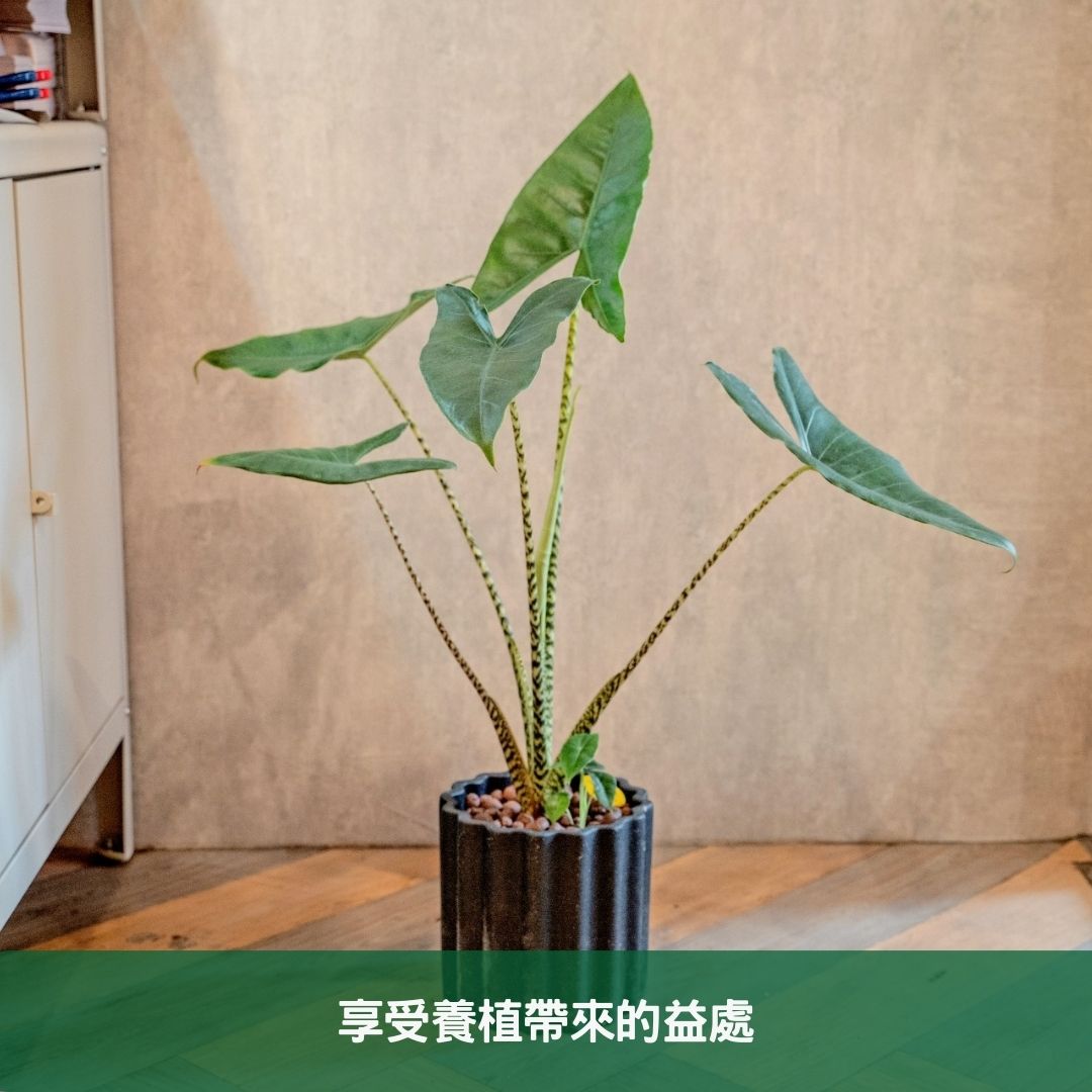 享受養植帶來的益處