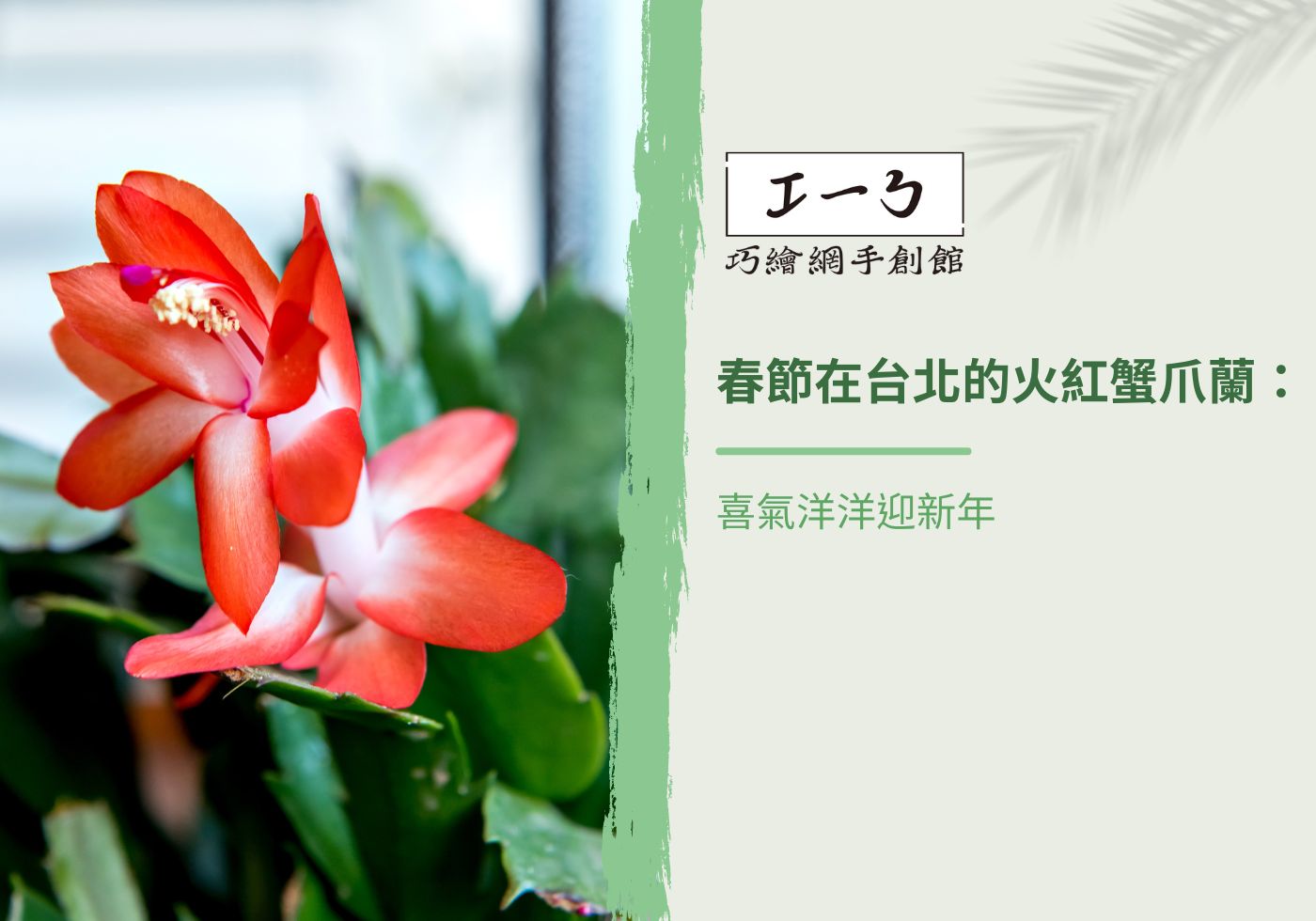 您目前正在查看 春節在台北的火紅蟹爪蘭：喜氣洋洋迎新年