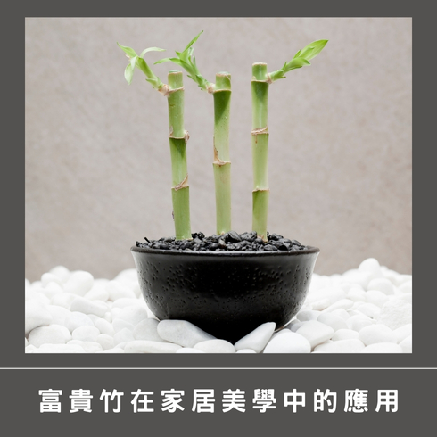春節台北的現代綠意:富貴竹的創新擺設 富貴竹在家居美學中的應用
