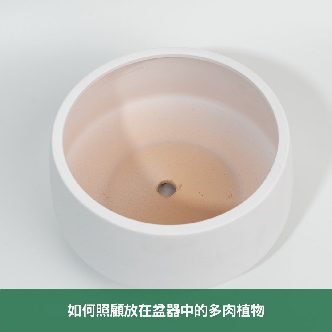 如何照顧放在盆器中的多肉植物
