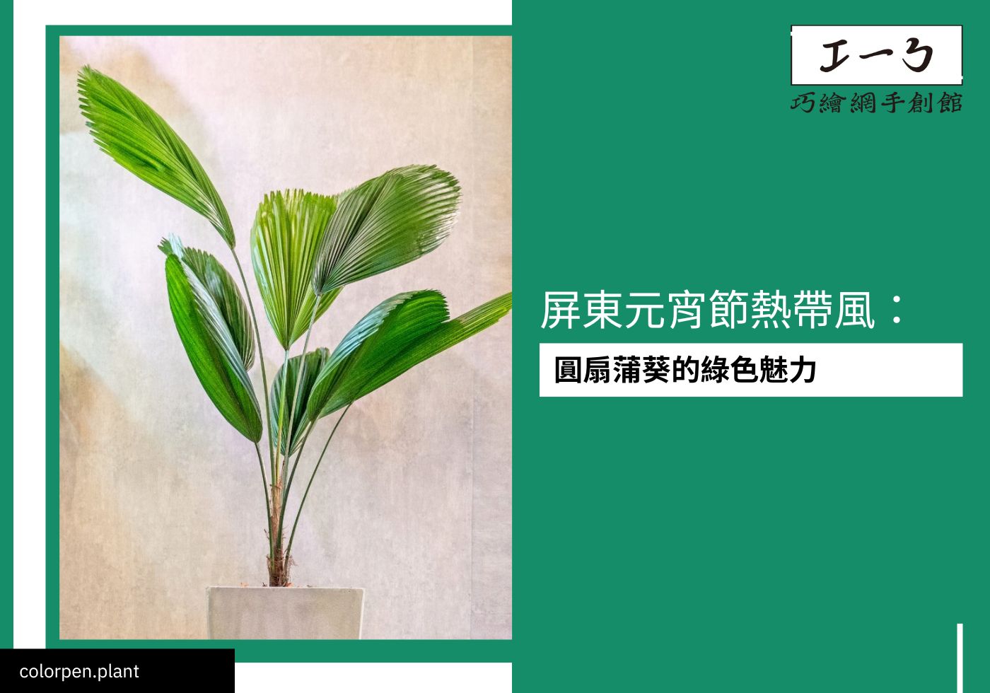 閱讀更多文章 屏東元宵節熱帶風：圓扇蒲葵的綠色魅力