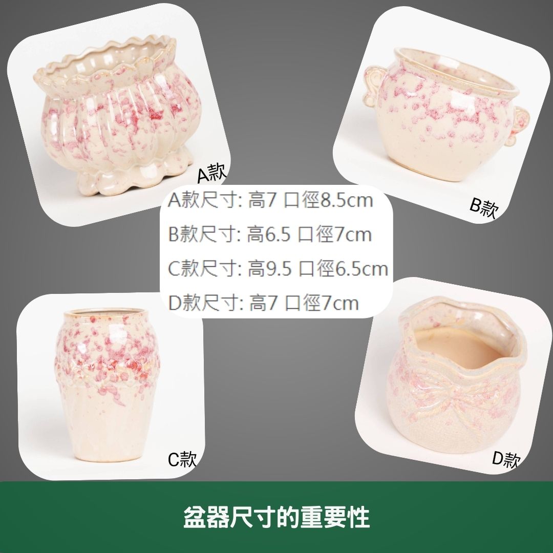 盆器尺寸的重要性
