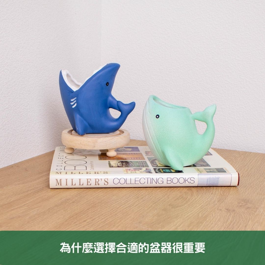為什麼選擇合適的盆器很重要