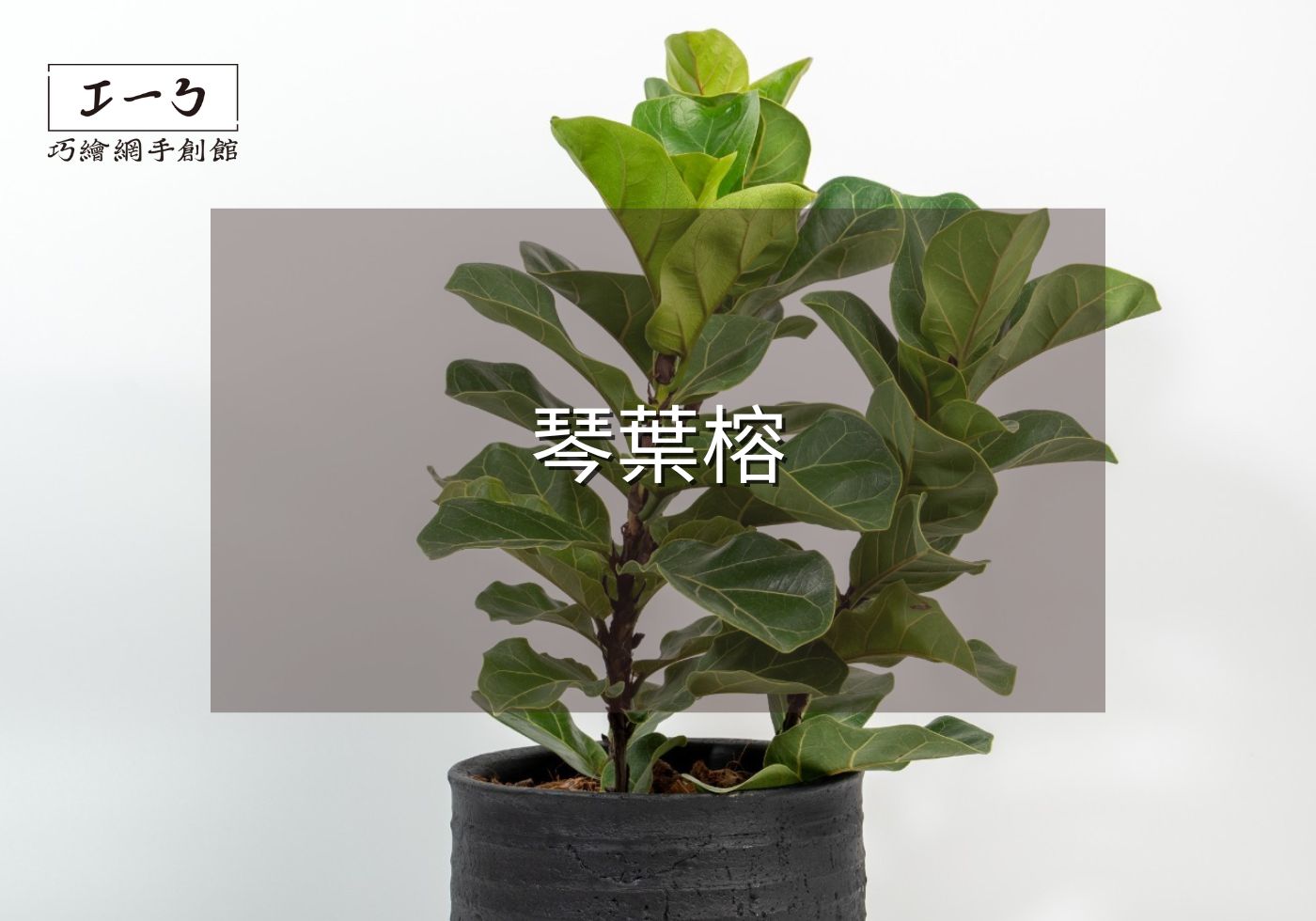 您目前正在查看 2024年琴葉榕養護全面指南 室內植物美化生活的藝術
