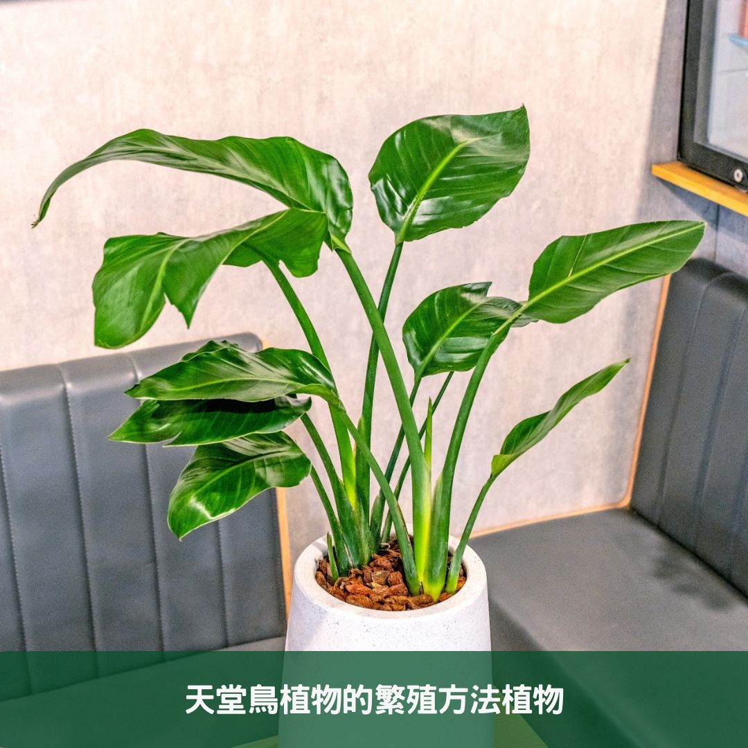 天堂鳥植物的繁殖方法植物