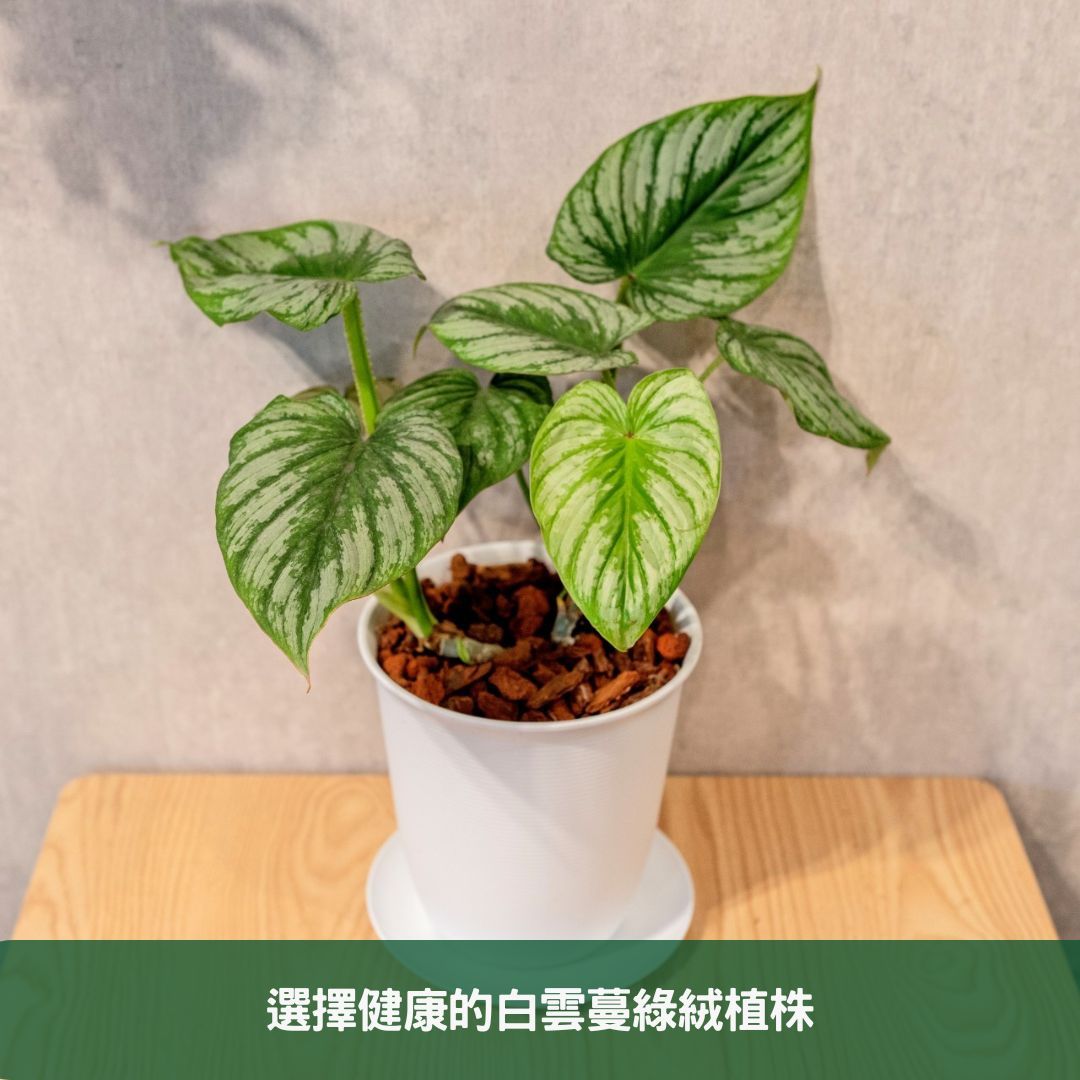 選擇健康的白雲蔓綠絨植株