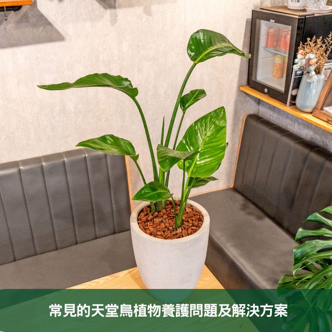 天堂鳥植物的繁殖方法植物