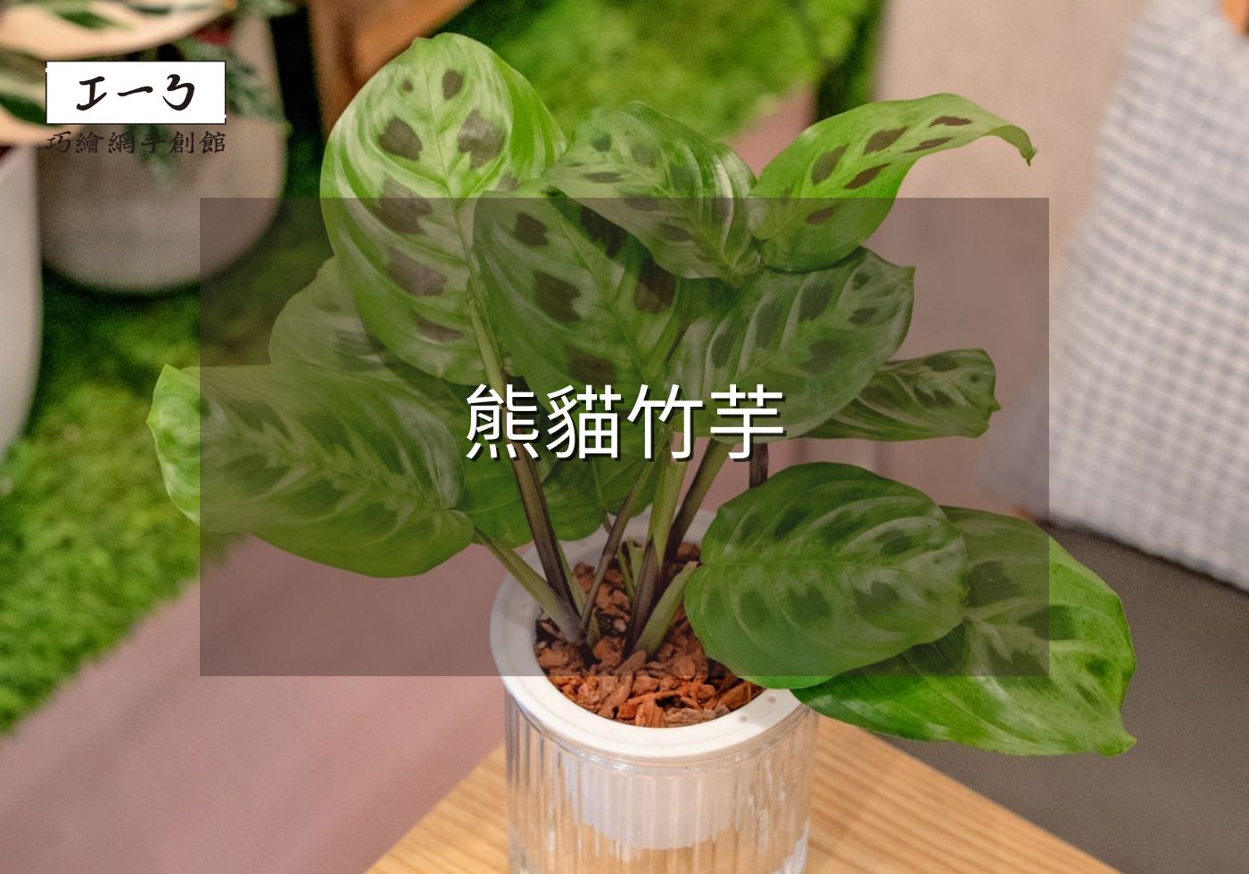 您目前正在查看 從新手到專家的熊貓竹芋完全養護指南