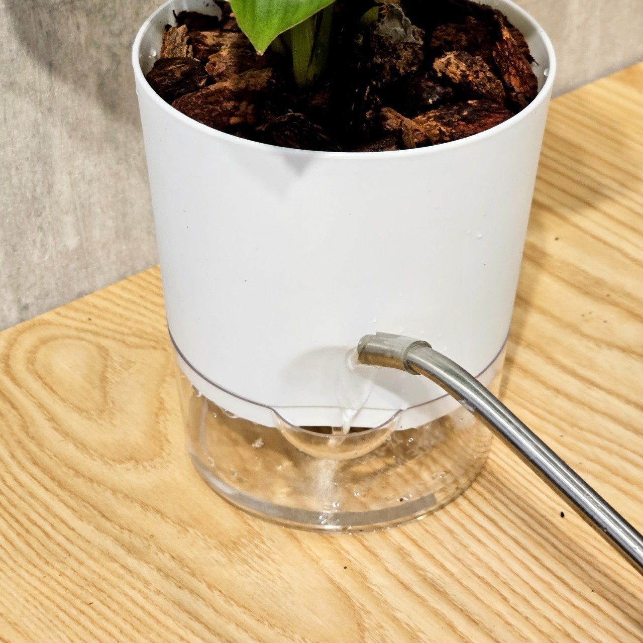 青蘋果竹芋 簡約風雙層懶人盆器 花盆 透明自動吸水盆