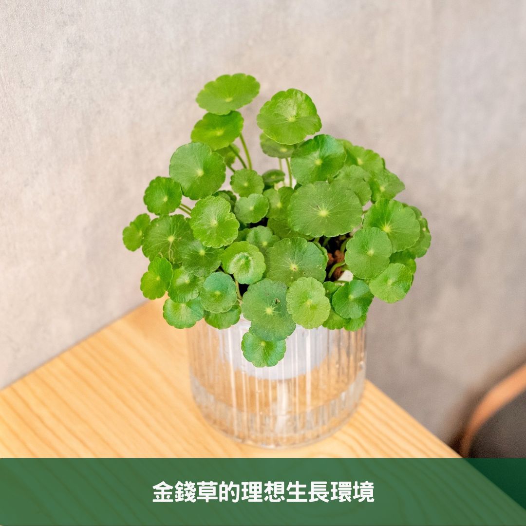 金錢草全面養護指南 專家分享在家栽培健康植物的秘訣 金錢草的理想生長環境