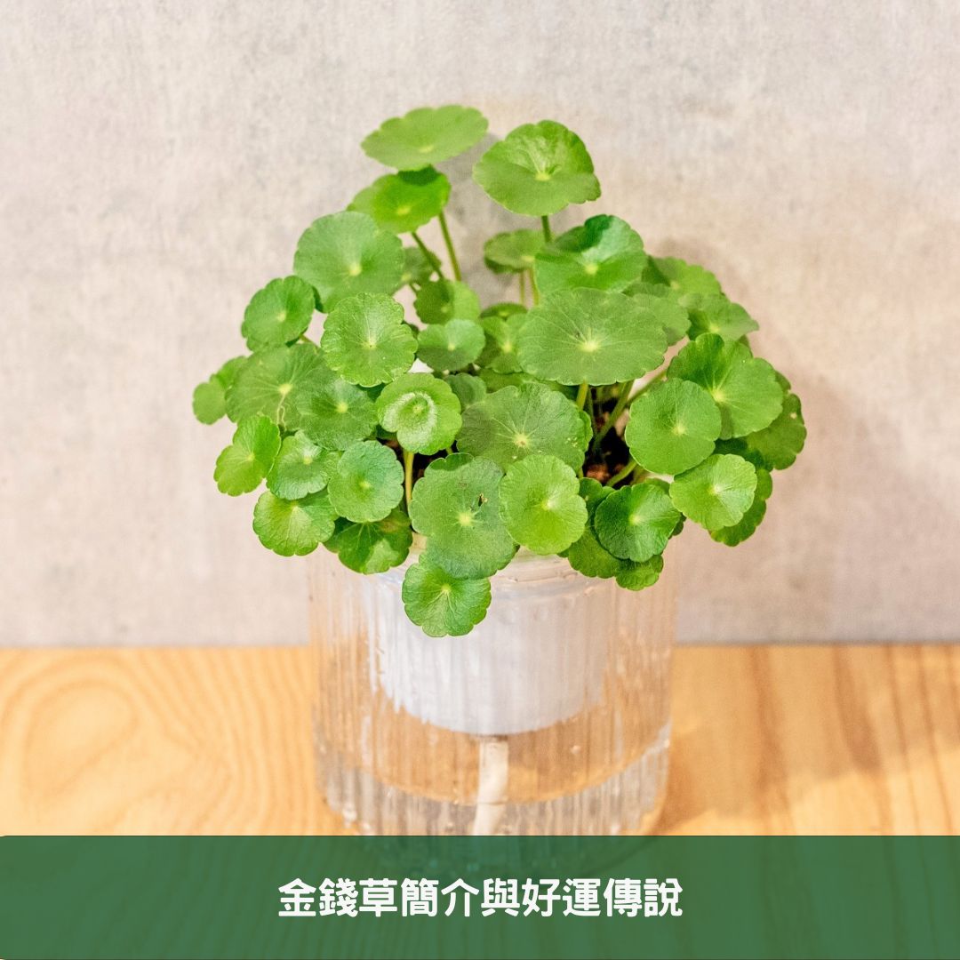 金錢草全面養護指南 專家分享在家栽培健康植物的秘訣 金錢草簡介與好運傳說