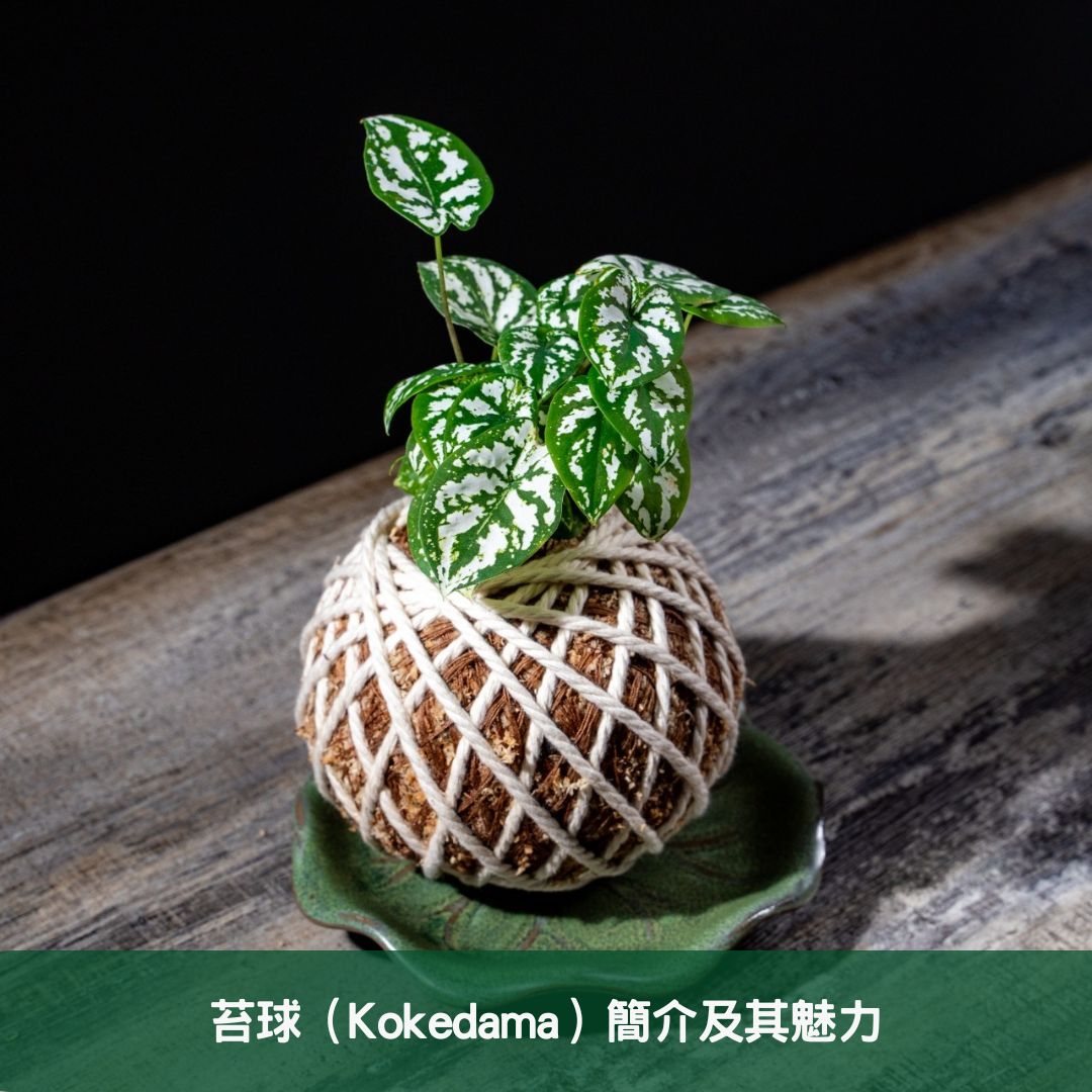 苔球（Kokedama）簡介及其魅力