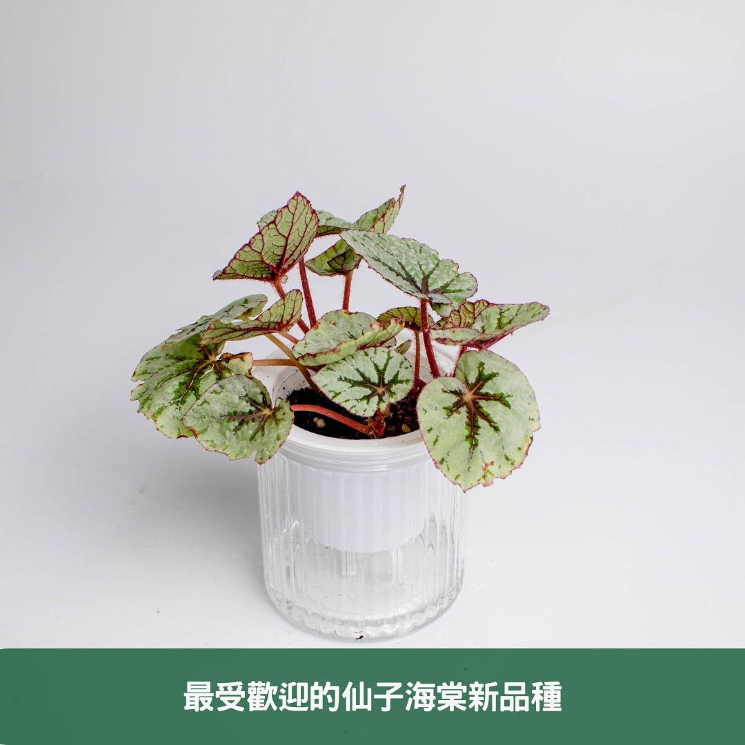 最受歡迎的仙子海棠新品種