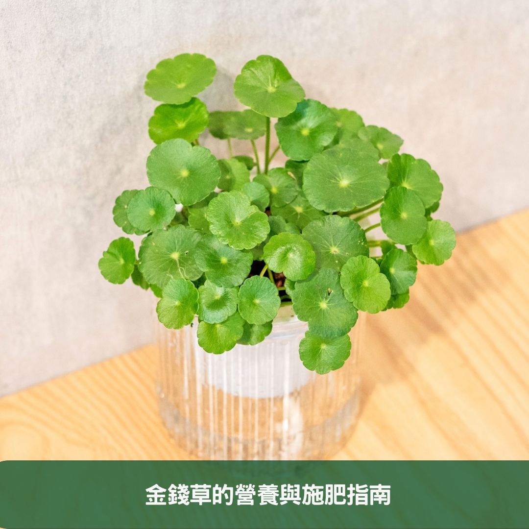 金錢草全面養護指南 專家分享在家栽培健康植物的秘訣 金錢草的營養與施肥指南