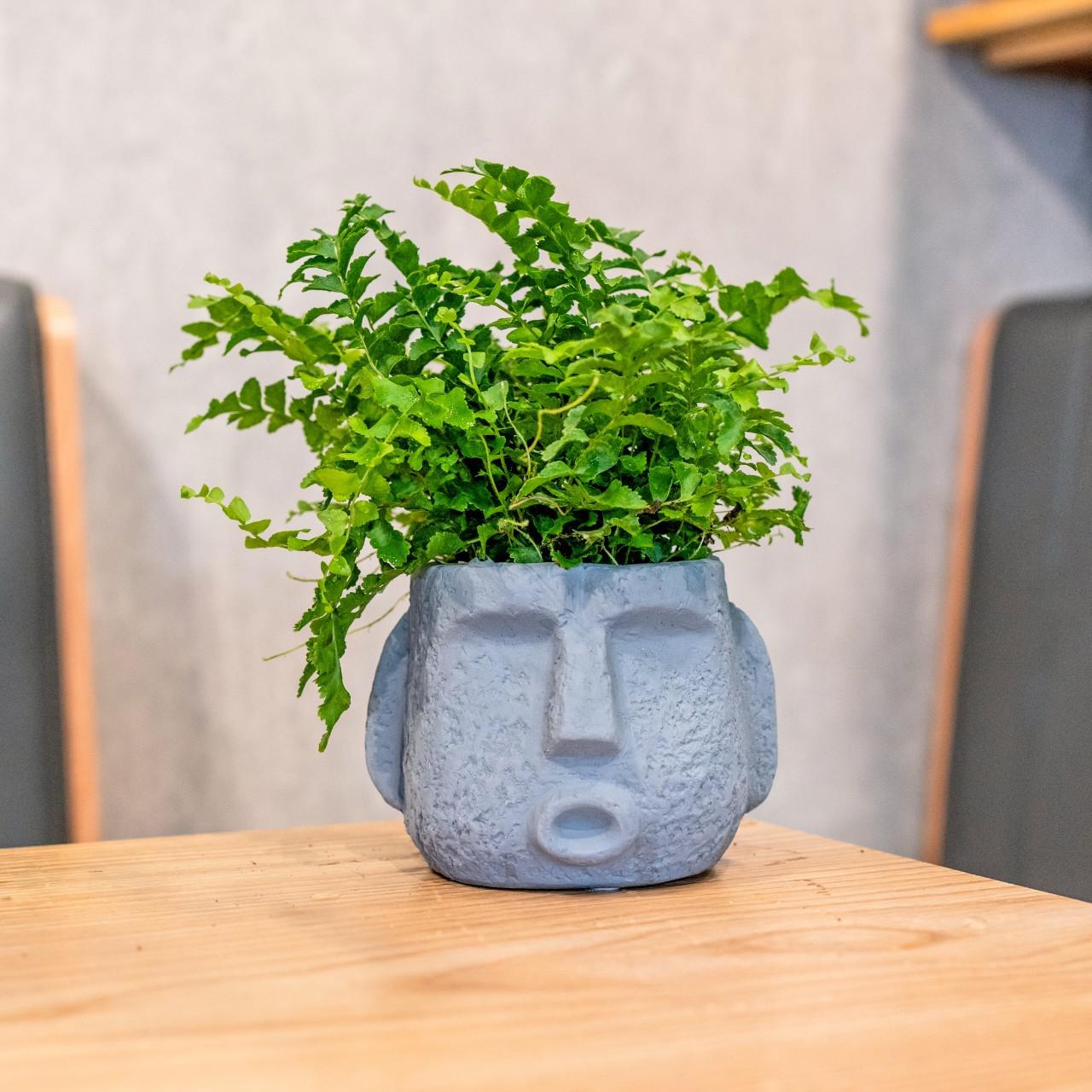 Pescadores Fern Moai Portrait Dark Gray Cement Bonsai Tabletop Bonsai Housewarming Gifts Plants Potted Plants 4