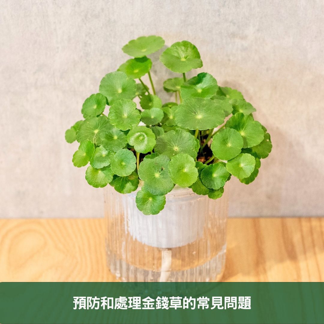 金錢草全面養護指南 專家分享在家栽培健康植物的秘訣 預防和處理金錢草的常見問題