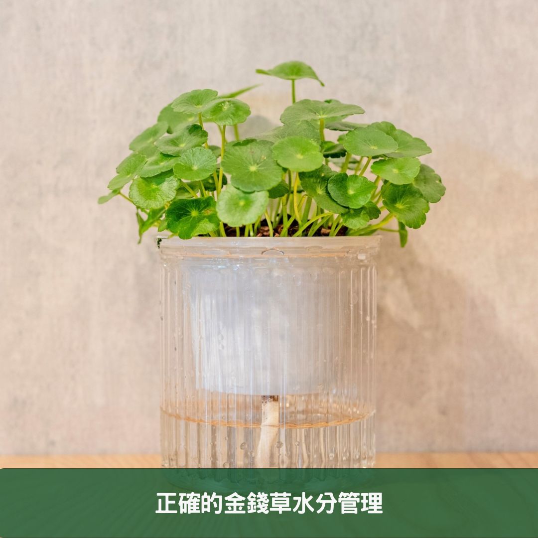 金錢草全面養護指南 專家分享在家栽培健康植物的秘訣 正確的金錢草水分管理