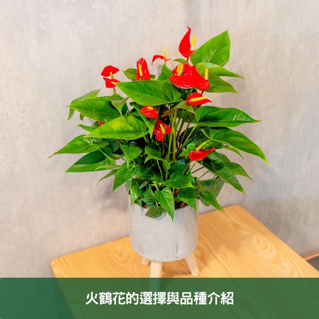 2024年度火鶴花種植與照護全指南 火鶴花的選擇與品種介紹