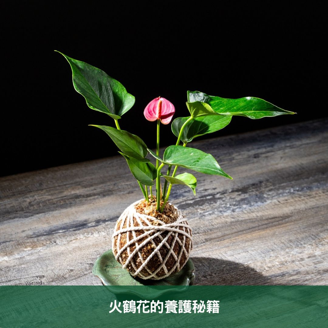 2024年度火鶴花種植與照護全指南 火鶴花的養護秘籍