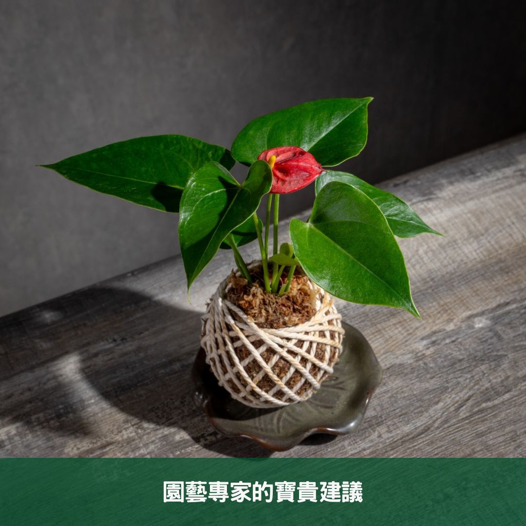 2024年度火鶴花種植與照護全指南 園藝專家的寶貴建議