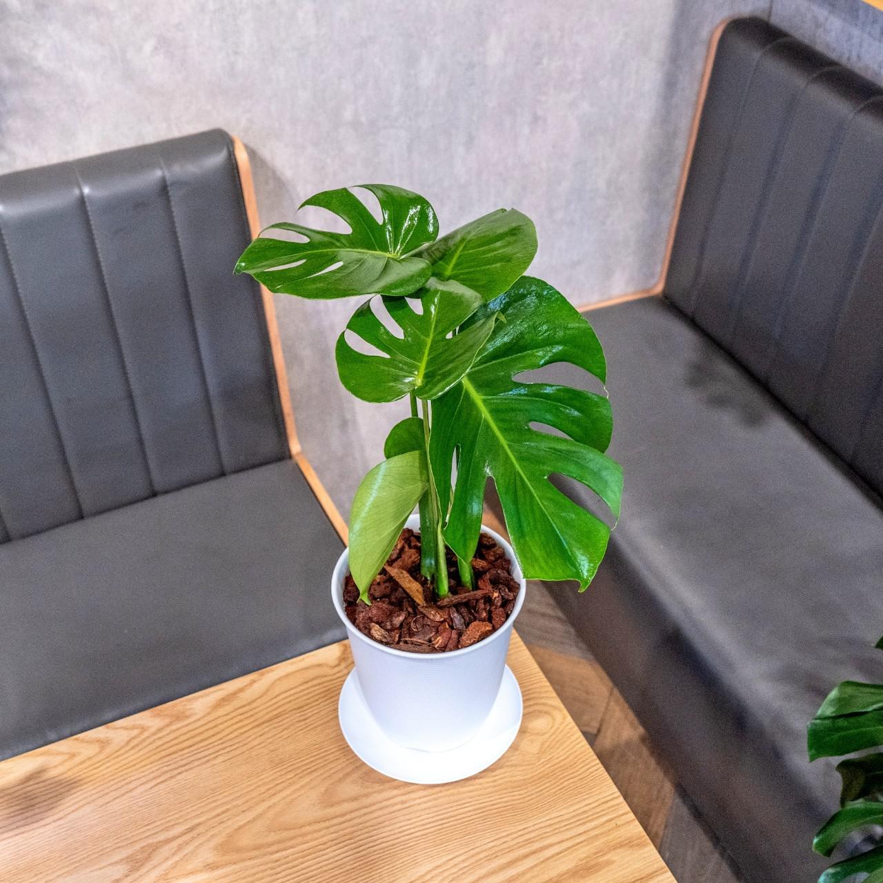 龜背芋 日式塑陶盆 室內植物 觀葉植物 禮物 盆栽 辦公室小物