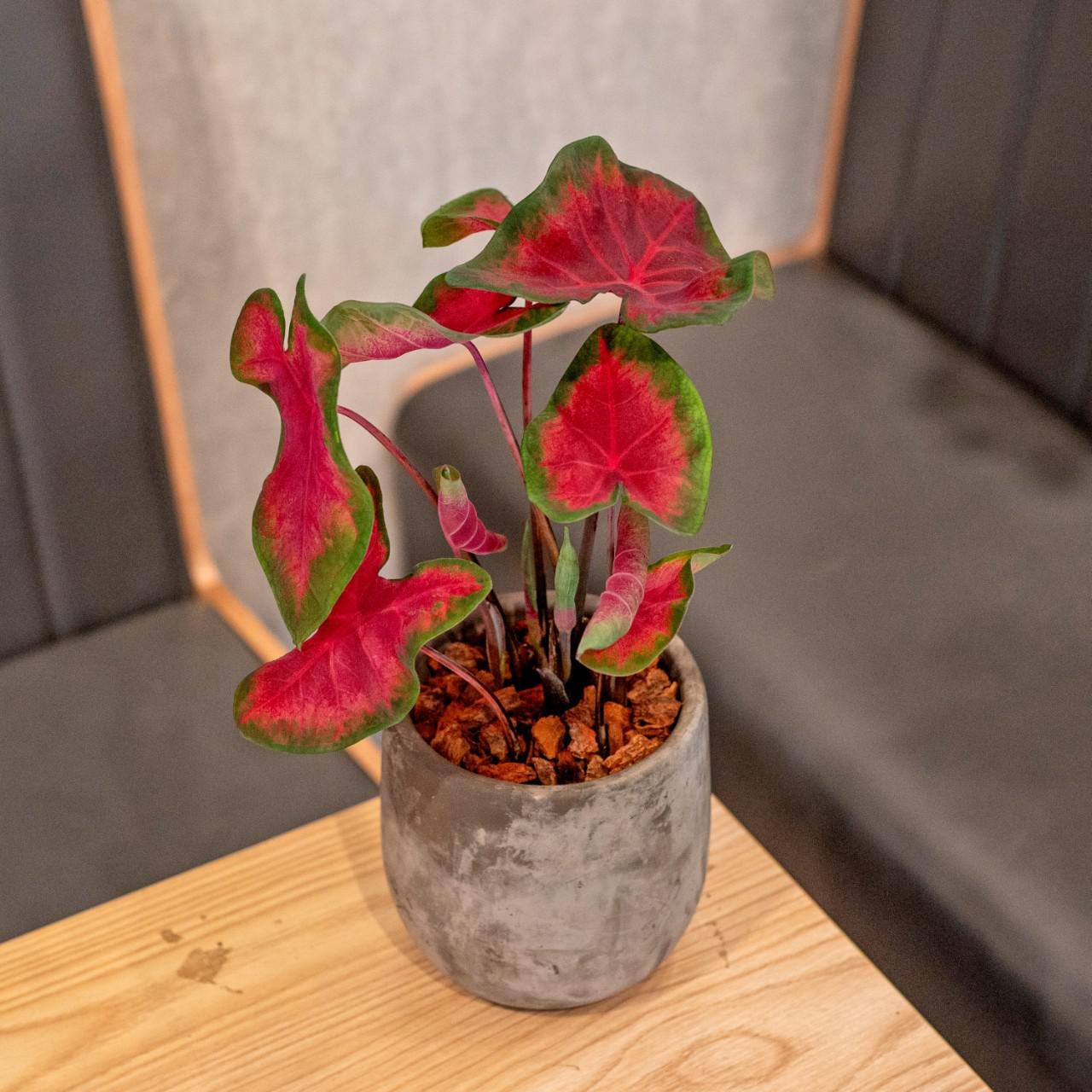 彩葉芋水泥盆栽 桌上型盆栽 室內植物 觀葉植物 禮物 盆栽