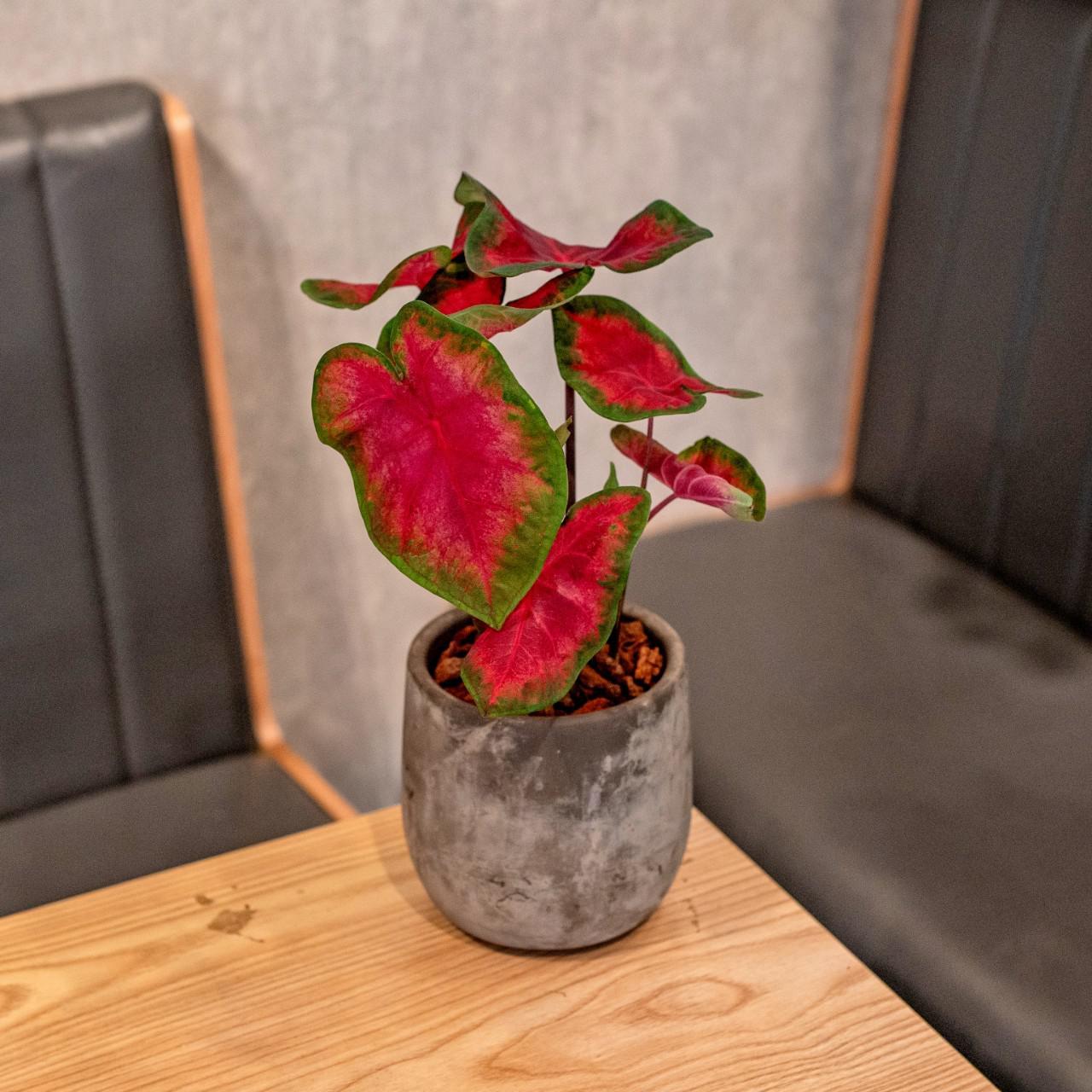 彩葉芋水泥盆栽 桌上型盆栽 室內植物 觀葉植物 禮物 盆栽