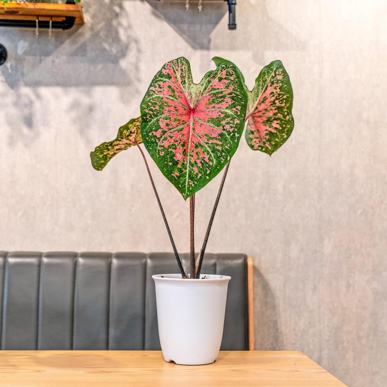 彩葉芋 日式塑陶盆 室內植物 觀葉植物 禮物 盆栽 辦公室小物