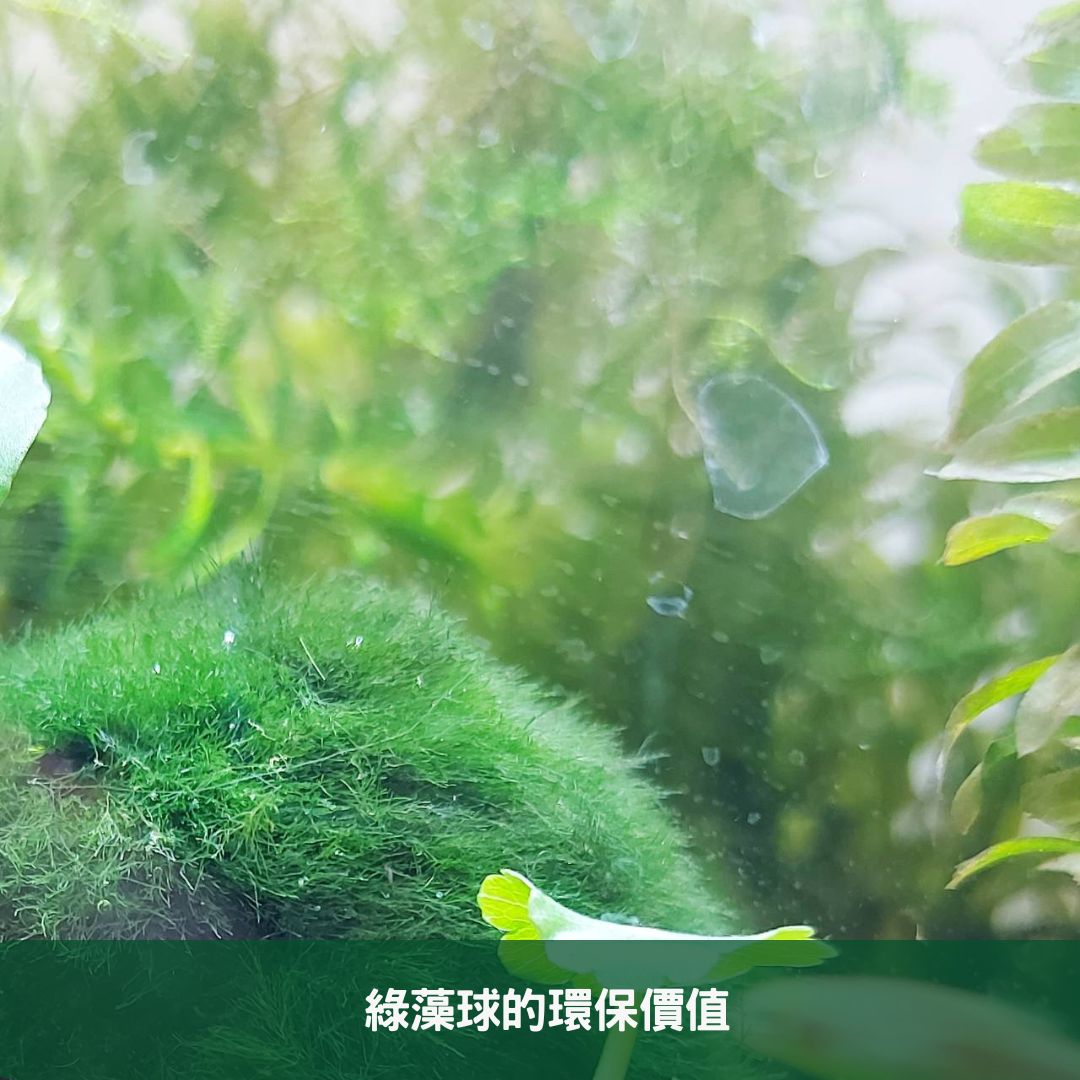 綠藻球的環保價值