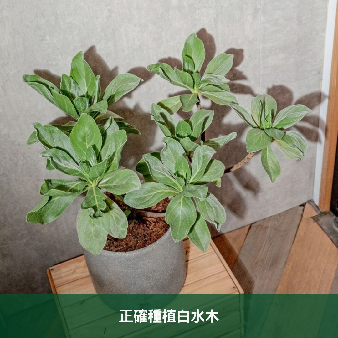 正確種植白水木