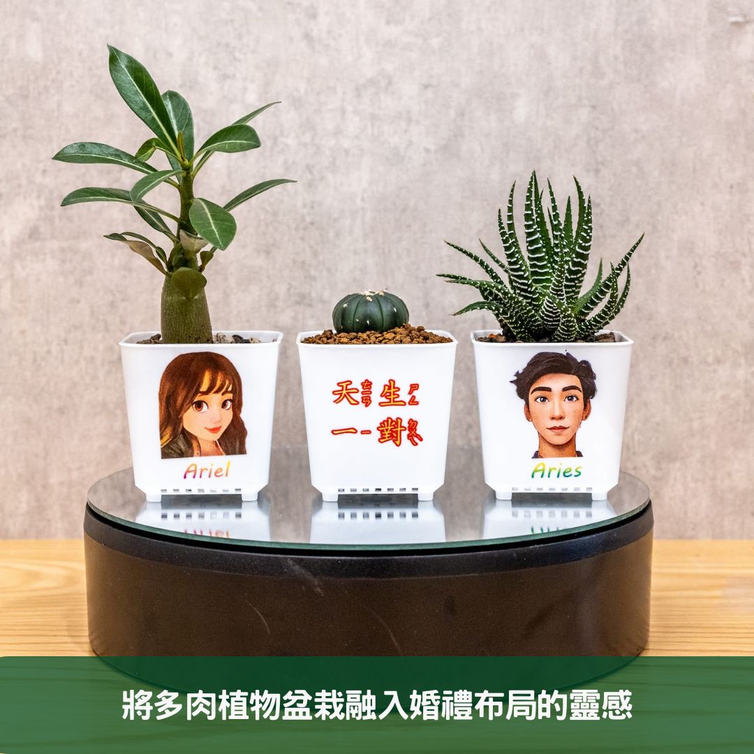 2024年環保婚禮小物指南 如何選擇和定制多肉植物盆栽 將多肉植物盆栽融入婚禮布局的靈感
