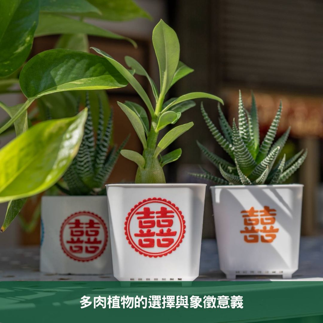 2024年環保婚禮小物指南 如何選擇和定制多肉植物盆栽 多肉植物的選擇與象徵意義