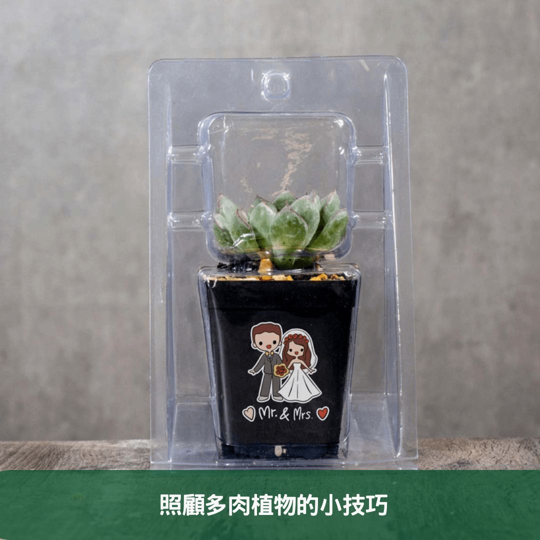 2024年環保婚禮小物指南 如何選擇和定制多肉植物盆栽 照顧多肉植物的小技巧
